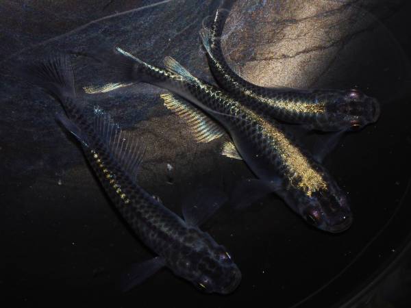 ◆めだかの心◆　極系黒幹之　♂1♀2　