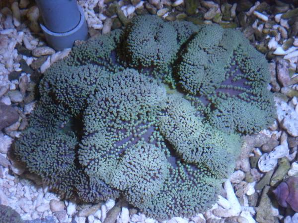 死着補償付　沖縄産ハタゴイソギンチャクモスグリーン系　特大２０～２５ＣＭ前後