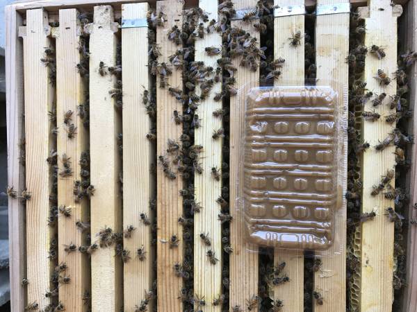 西洋蜜蜂 2017新女王 10枚箱 10枠入