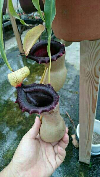 食虫植物 ネペンテス N.ventricosa 在来系