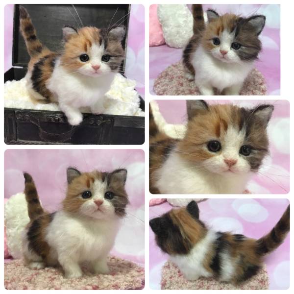 Feldream◇羊毛フェルト猫 マンチカン子猫 三毛（キャリコ）《実物大