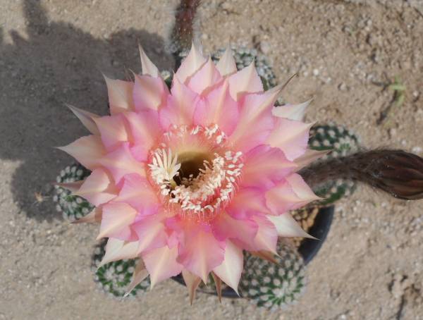 花サボテン 種子 葵源氏車花 王冠童子 1 サボテン 売買されたオークション情報 Yahooの商品情報をアーカイブ公開 オークファン Aucfan Com