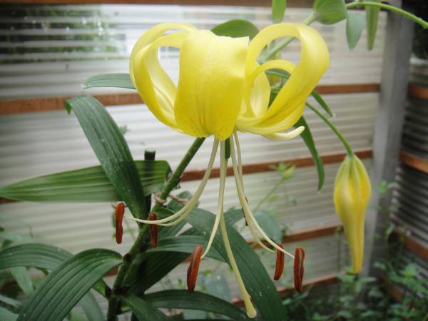 無斑点黄金オニユリ 山野草 ユリ ムカゴ10個 最終 ユリ 売買されたオークション情報 Yahooの商品情報をアーカイブ公開 オークファン Aucfan Com