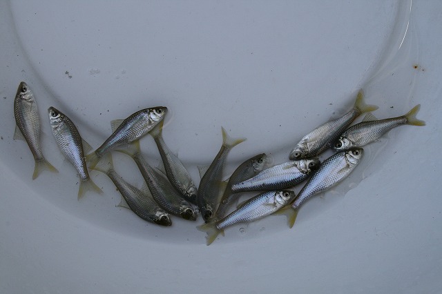 ☆全長約4～5cmのイチモンジタナゴ13匹☆No.1☆