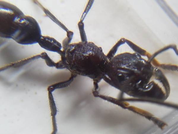  南米産サシハリアリ Paraponera clavata アリの新女王(虫類)｜売買されたオークション情報、yahooの商品情報をアーカイブ公開 - オークファン その他