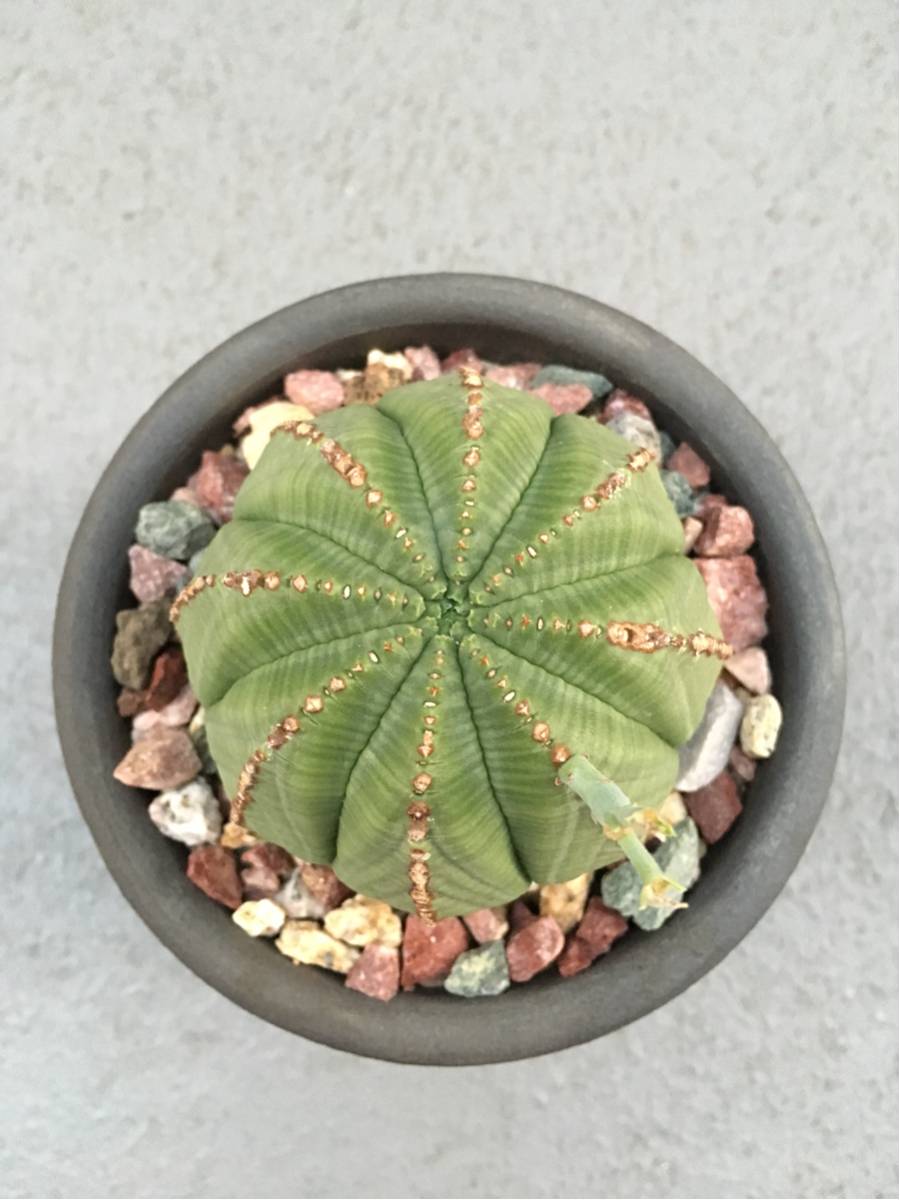 ユーフォルビア オベサ 3頭 塊根植物 コーデックス ユーフォルビア オベサ 3頭 塊根植物 コーデックス ユーフォルビア