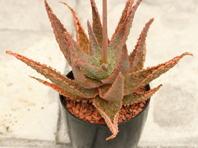 アロエ フラミンゴ 3 5号鉢 多肉植物 観葉植物 トロピカルガーデン埼玉 アロエ 売買されたオークション情報 Yahooの商品情報をアーカイブ公開 オークファン Aucfan Com