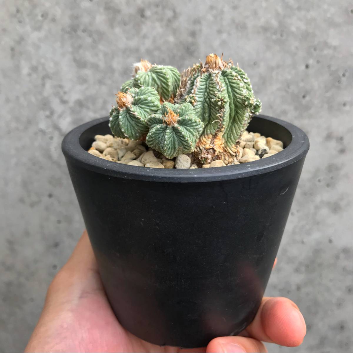 輸入球 サボテン 花籠 サボテン 売買されたオークション情報 Yahooの商品情報をアーカイブ公開 オークファン Aucfan Com