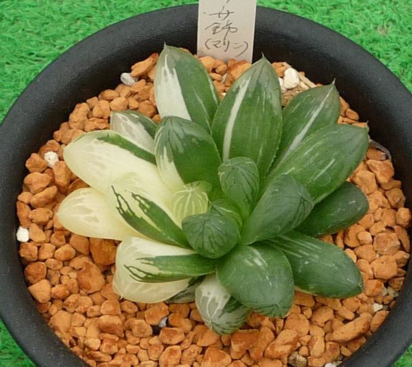 サボテン、多肉植物　オブッーサ錦-15