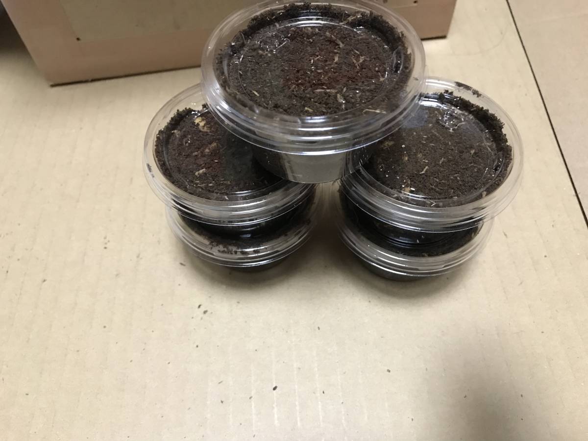 ☆ピンクアイ血統メス使用☆テイオウオオヒラタ幼虫5頭プラス即決でオマケ付き！