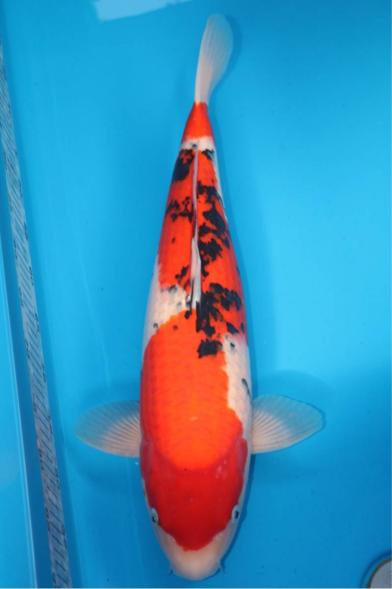 t511637556.1