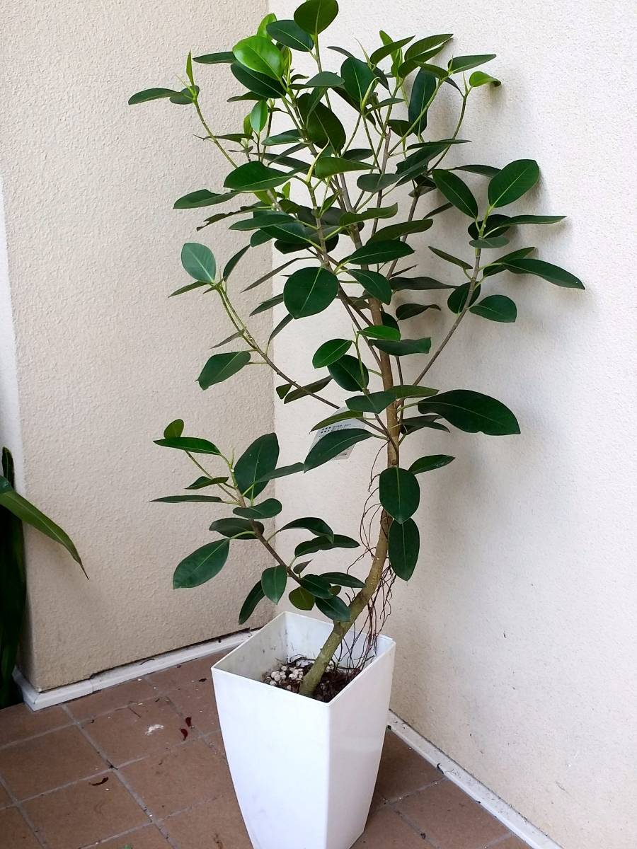 ★お花処★現品1＊可愛い小さな葉♪フランスゴムの木＊フィカス・ルビギノーサ＊全高110cm