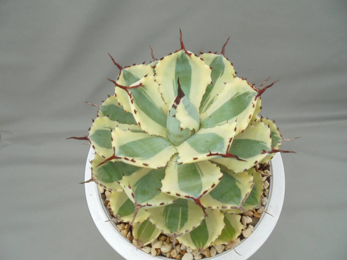 ◎アガベ　ポタトラム “デザート・ダイヤモンド”◎