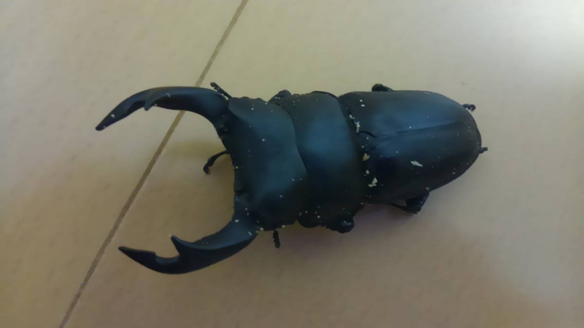 川西産　オオクワガタのペア2