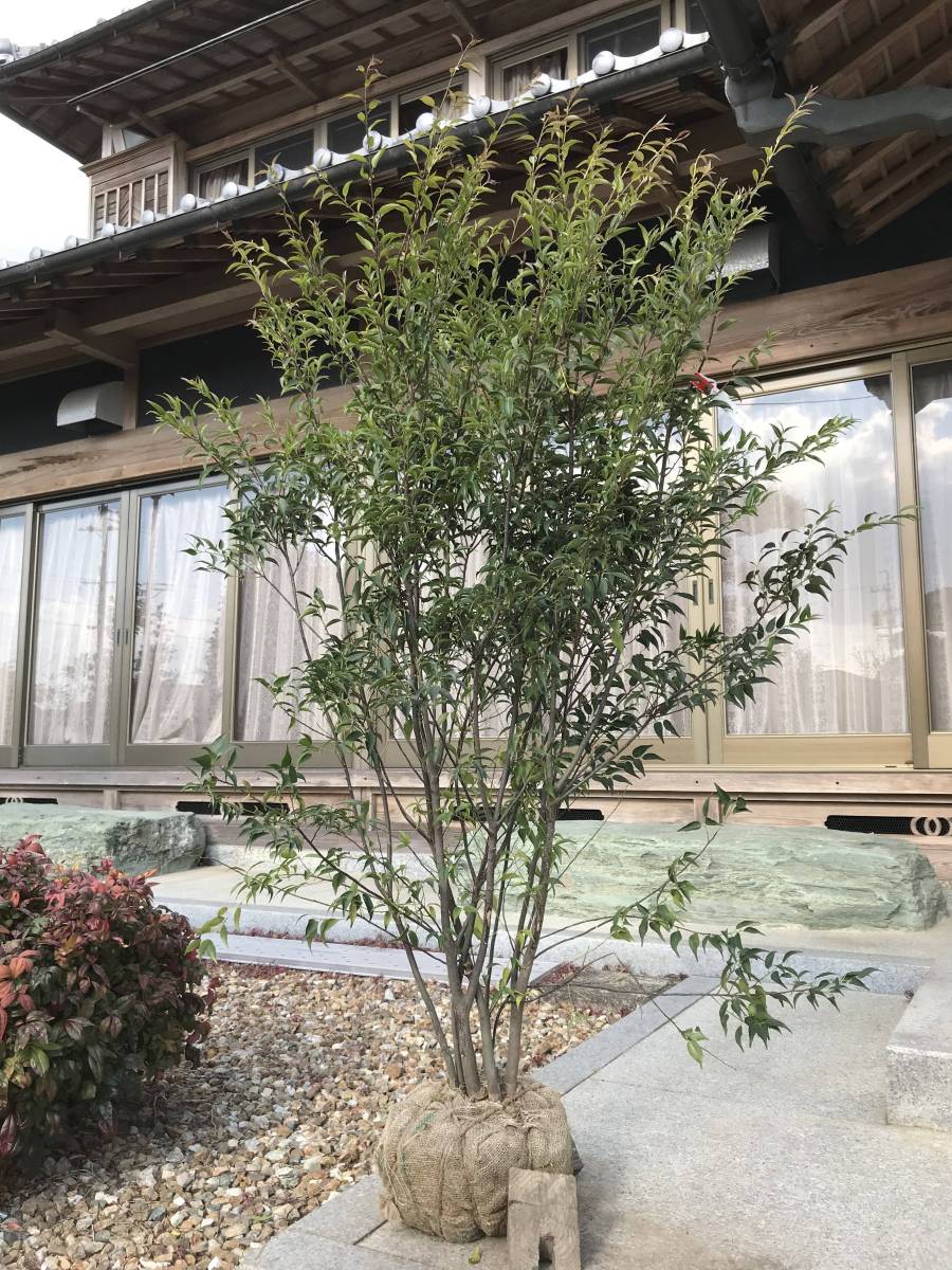 2.5m極美株。山採りハイノキ。 2.5m極美株。山採りハイノキ。 2.5m極美