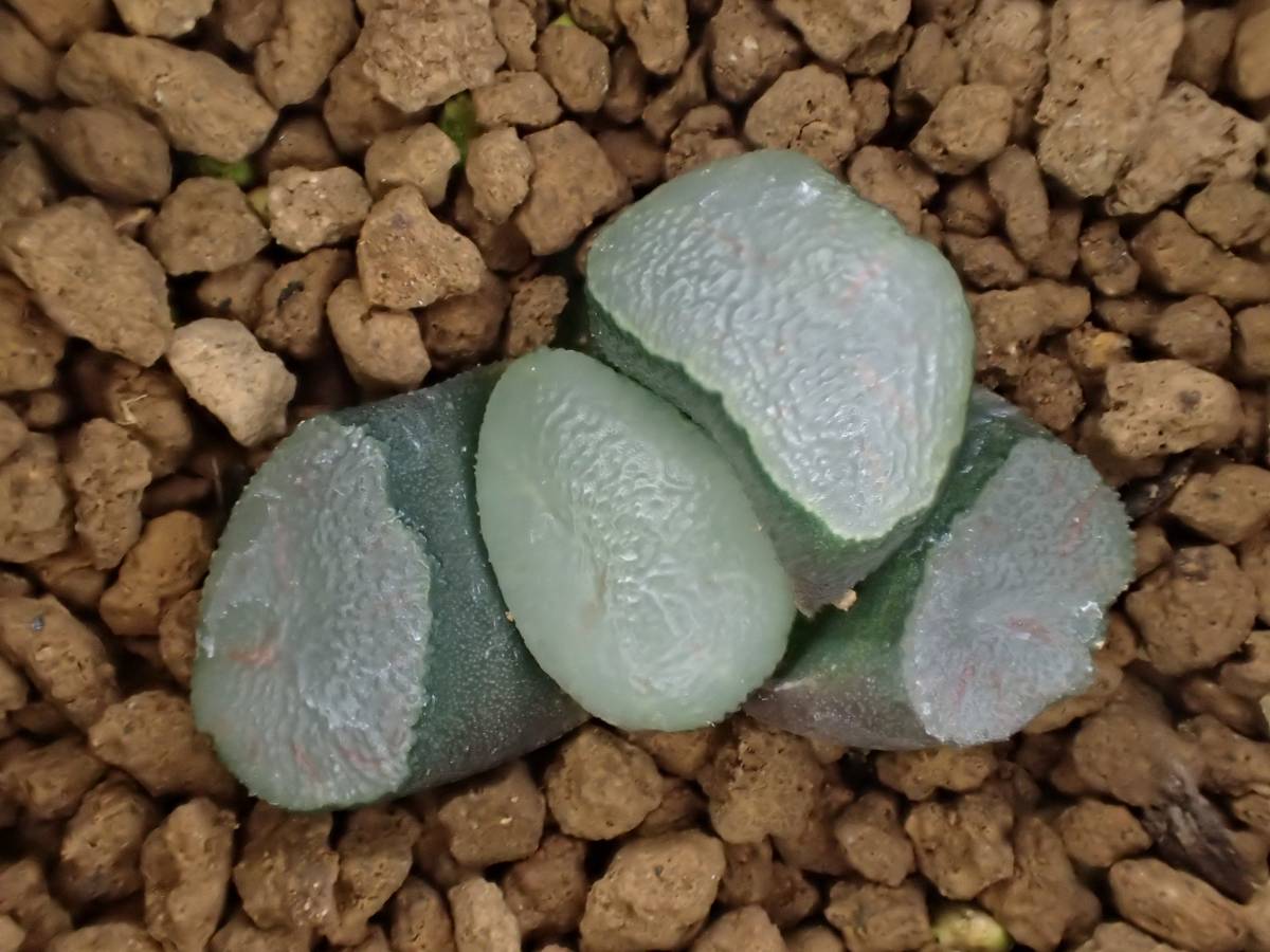 多肉植物　ハオルチア　万象　レッドムーン