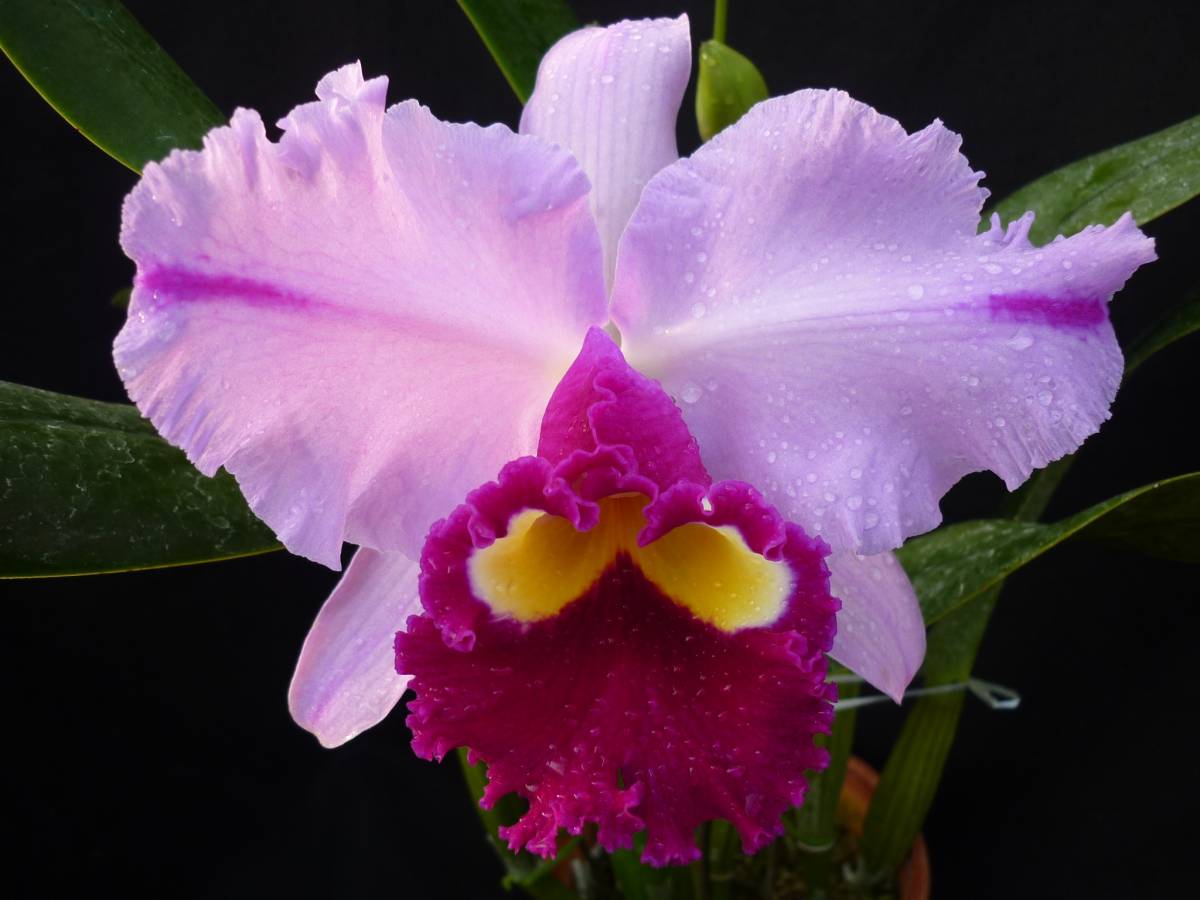 洋蘭カトレヤ　Rlc. Dream Paradise ‘Temptation’開花はじめ、つぼみ付株