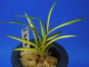 春蘭 日本春蘭のYahoo!オークション(旧ヤフオク!)の相場・価格を見る