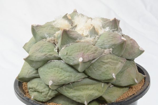 6 サボテン 多肉植物 怒涛花牡丹大球 実生 遊恵 サボテン