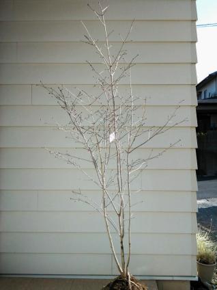 オトコヨウゾメ　株立ち★雑木の庭　ガーデニング_1