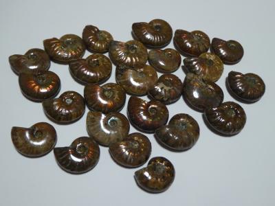最高品質虹色アンモナイト化石(Ammonite 虹色 アンモナイト 25個セット