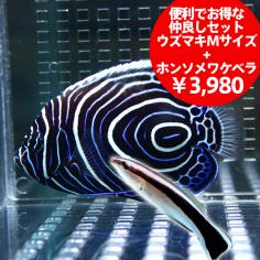 初心者向けカラシン（テトラ）の定番品種5選｜特徴と飼育方法を 