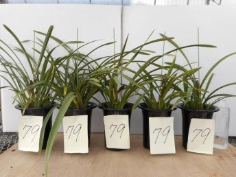 即決】キンリョウヘン79・金稜辺花芽1本5鉢セット 日本蜜蜂 金稜