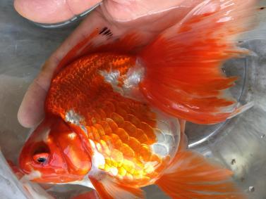 安い，本物保証 特選金魚 長野県飯田産 超巨大 更紗琉金♀１尾 三歳 約２０センチ(その他)｜売買されたオークション情報、yahooの商品情報をアーカイブ公開 - オークファン その他