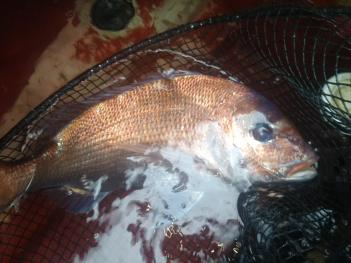 3.2キロ　一本釣り天然マダイ先程釣りました！活き〆して即発送★