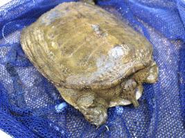 天然 すっぽん スッポン 500g メス 卵持ち 非常に綺麗な1匹 裏ピンク色 川上流採取 さばいて出荷！