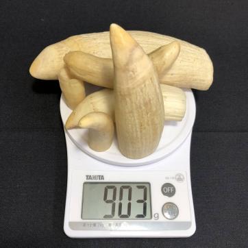 鯨歯 牙 マッコウクジラ 根付 印材 総重量903g まとめて6本 A-0 【公式