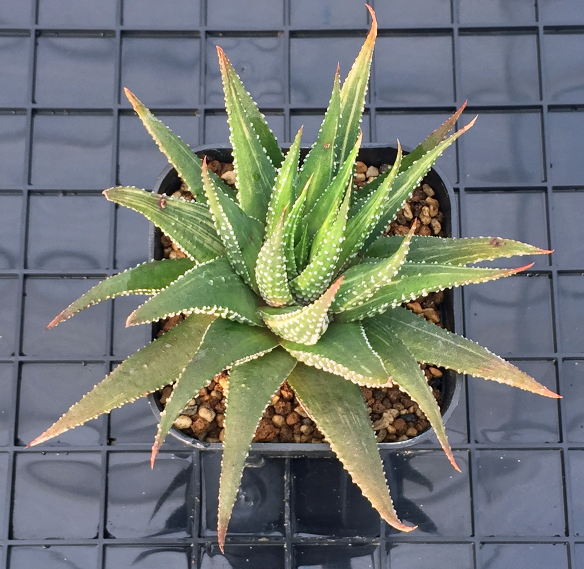 多肉植物 ハオルチア アロエ ハオルチアロエ錦 アロエ 売買されたオークション情報 Yahooの商品情報をアーカイブ公開 オークファン Aucfan Com