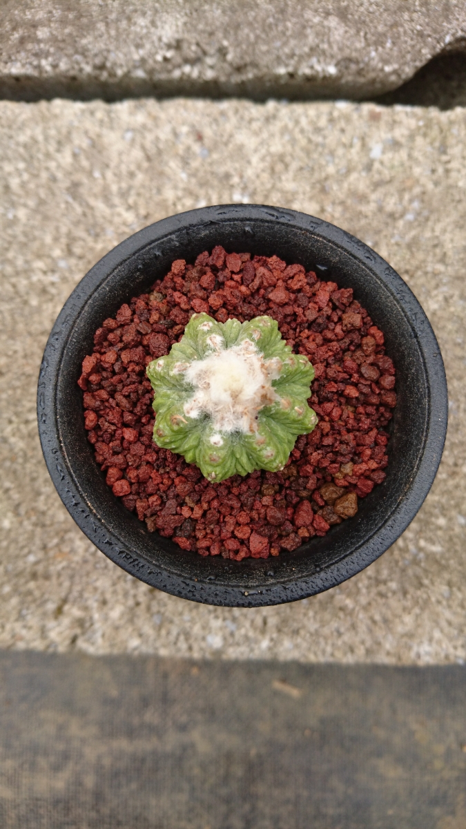 花籠　自根 サボテン 花籠(実根 カキコ) ,☆2 【公式通販】