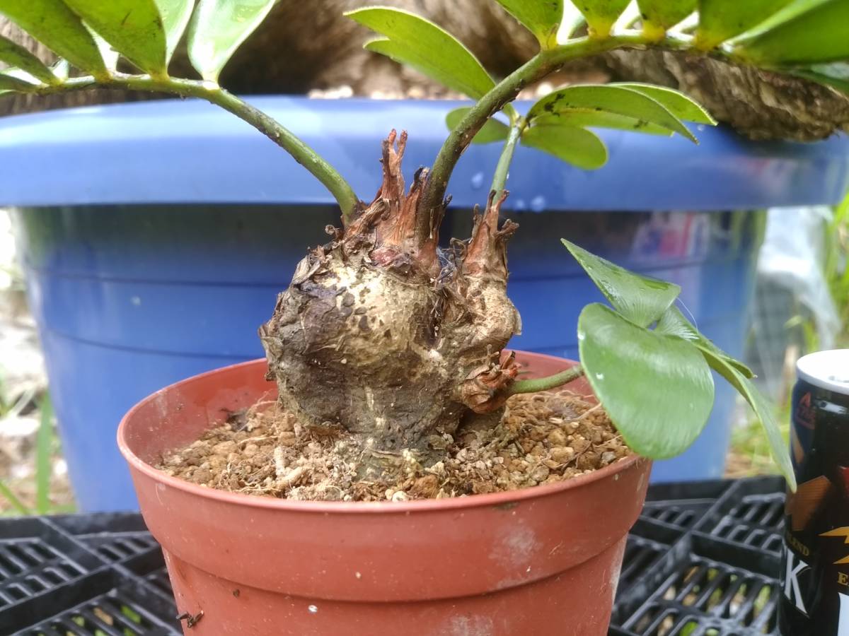 得価，格安】 ザミアフルフラセア 多頭 メキシコ産ソテツ 4号鉢