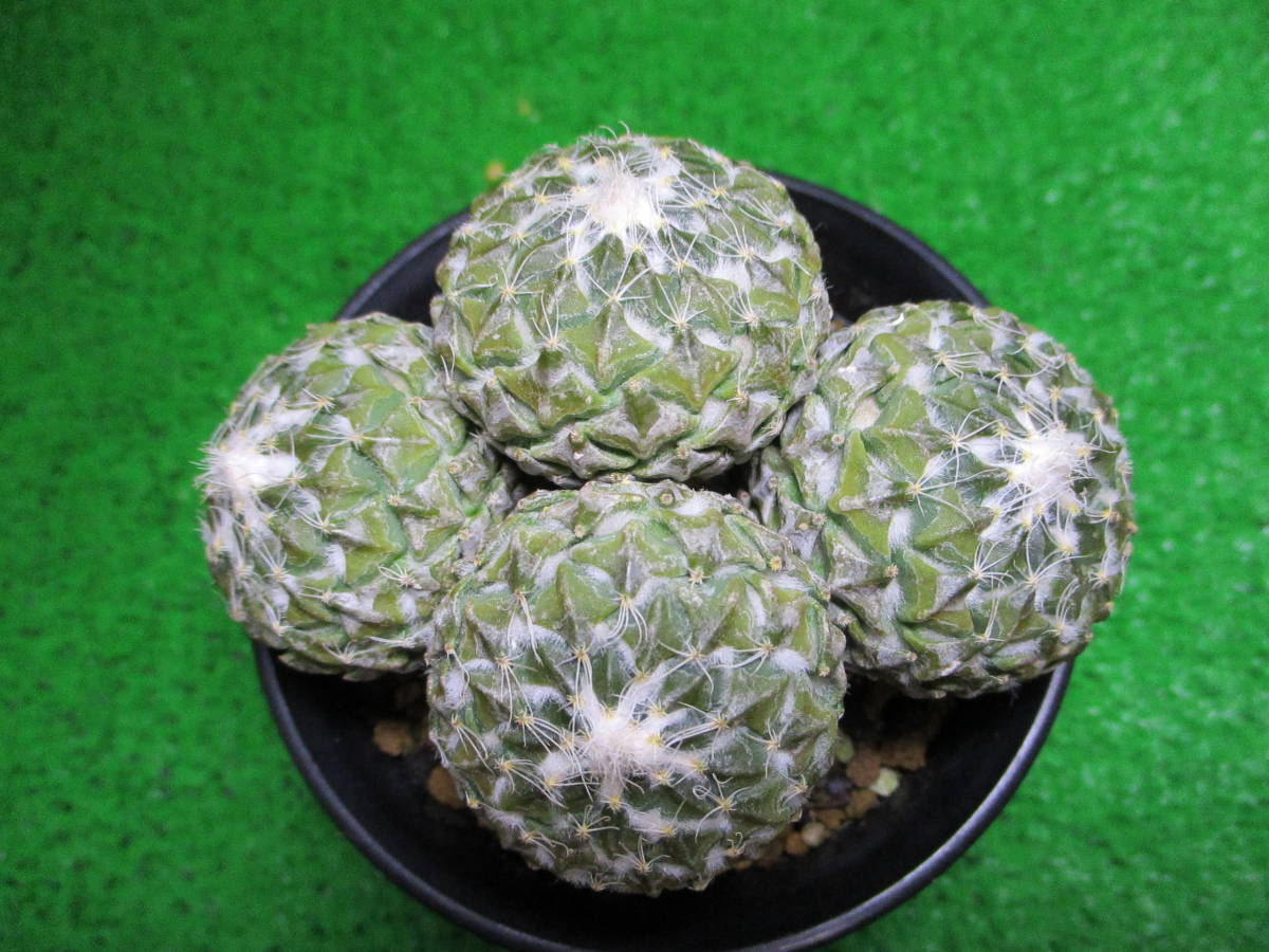 銀牡丹　4頭 サボテン 銀牡丹4頭立 径8.8cm
