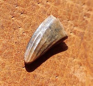 恐竜 パロニコドン [DS402] 歯 化石 希少 レア 【公式通販】