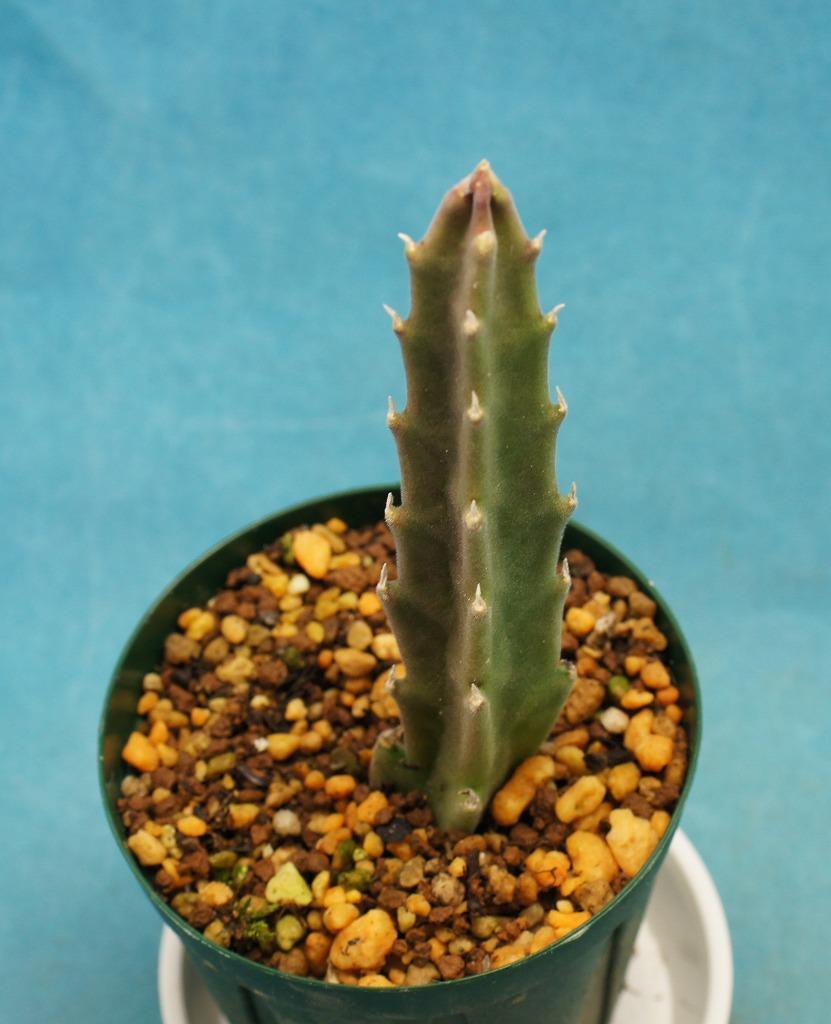 Stapelia Margarita 紅犀角 ミニミニ多肉植物 第四種抜き苗 1円スタート サボテン 売買されたオークション情報 Yahooの商品情報をアーカイブ公開 オークファン Aucfan Com