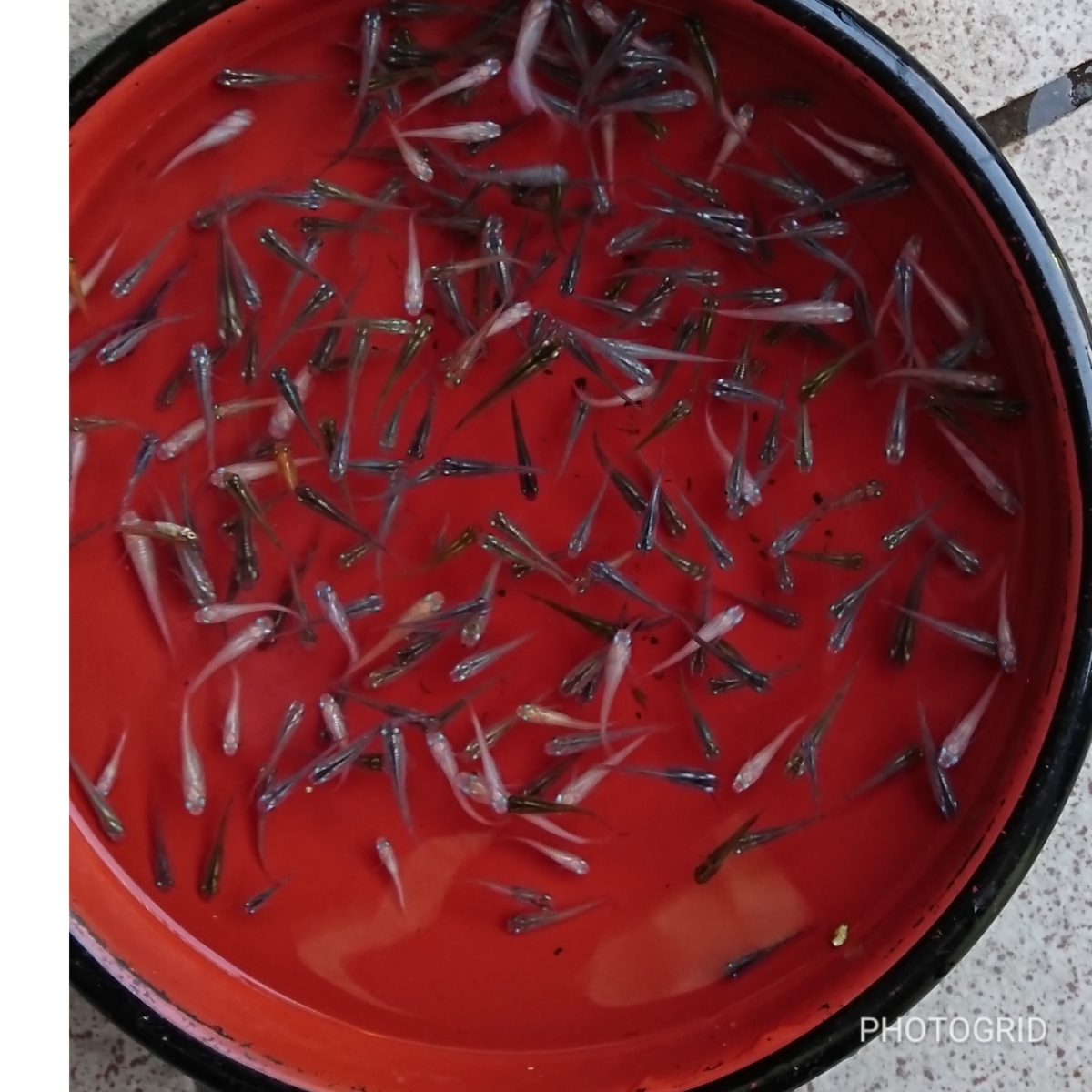金魚の産地】☆ミックスめだか☆200～300匹の出品です☆サイズS，