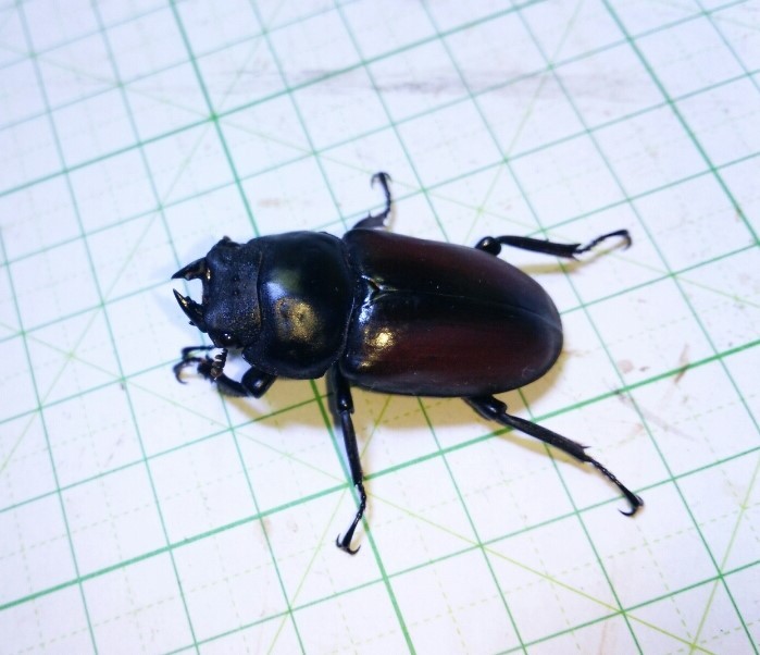 ドンキエル ドンキエルコクワ 赤ドンキ ♀単品 ガタ 赤ドン ドンキエル 