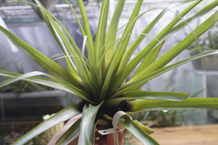 １点もの　レア種　Tillandsia　Lampropoda 