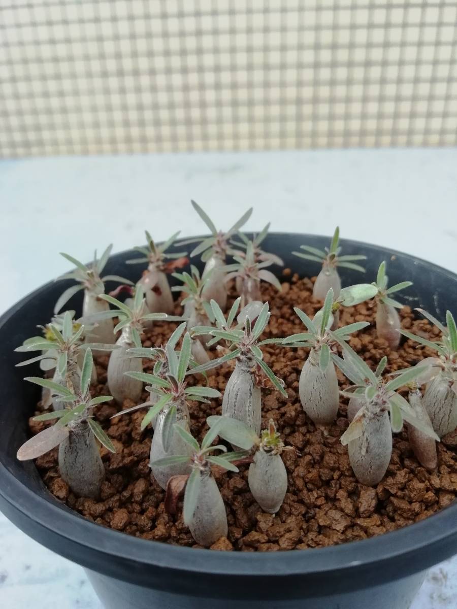 限定セール，新品 パキポディウム グラキリス 実生苗 たくさんセット４ Pachypodium gracilius(サボテン)｜売買されたオークション情報、yahooの商品情報をアーカイブ公開 - オークファン サボテン