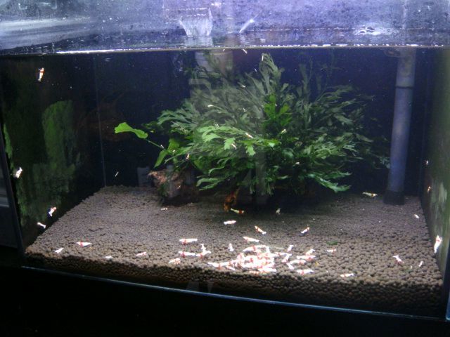 Lowkeys レッドビーシュリンプ 45水槽丸ごと100匹セット ビーシュリンプ 売買されたオークション情報 Yahooの商品情報をアーカイブ公開 オークファン Aucfan Com