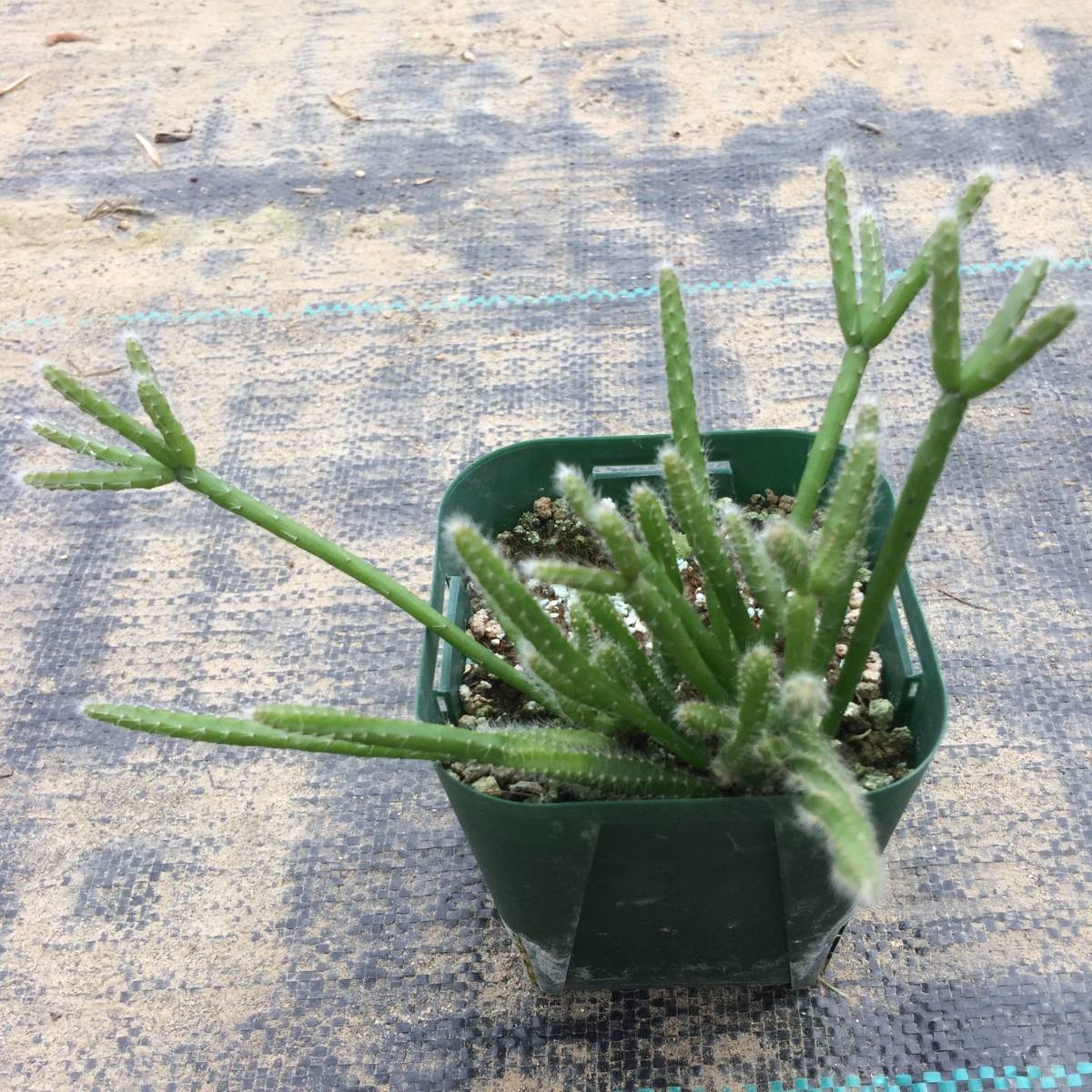 リプサリス ホリダ 鬼糸葦 Rhipsalis Baccifera Ssp Horrida Madagaskar Koehres 3152 ケーレス種子 実生苗 サボテン 売買されたオークション情報 Yahooの商品情報をアーカイブ公開 オークファン Aucfan Com