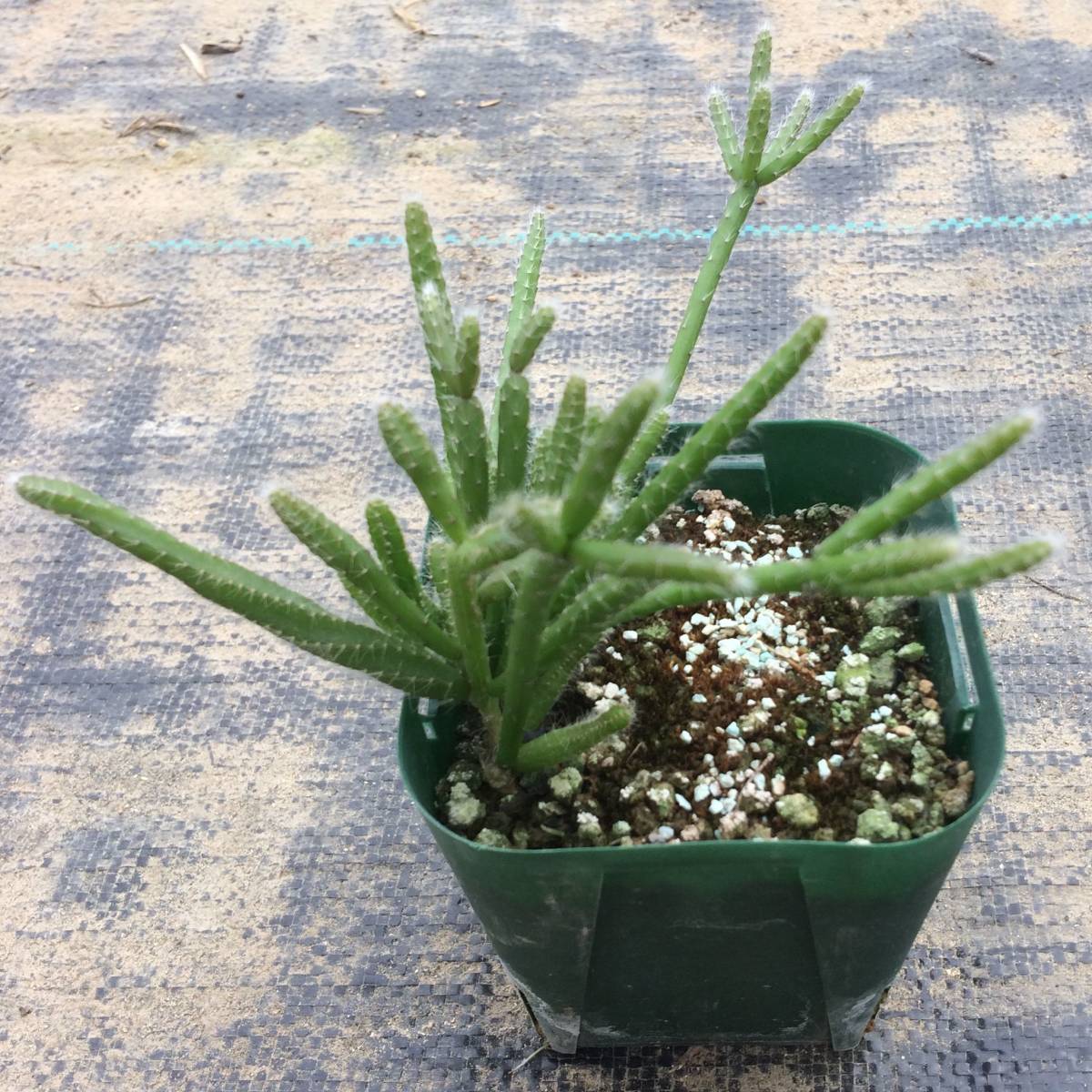 リプサリス ホリダ 鬼糸葦 Rhipsalis Baccifera Ssp Horrida Madagaskar Koehres 3152 ケーレス種子 実生苗 サボテン 売買されたオークション情報 Yahooの商品情報をアーカイブ公開 オークファン Aucfan Com