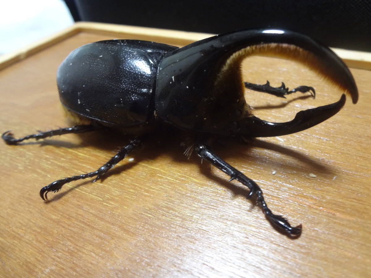 ☆人気貴重種　サタンオオカブト新成虫ペア