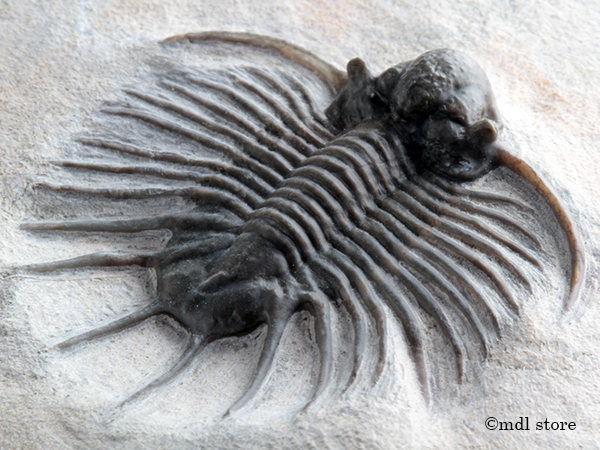 ○○○化石 三葉虫○○○激レア標本! Jorf産 Acanthopyge n. sp. A級 