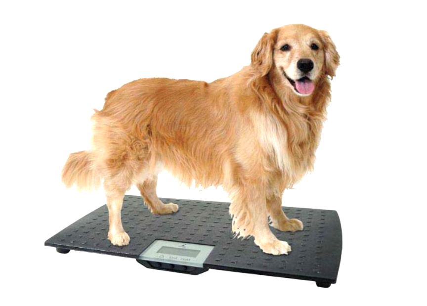 激安 スーパーゴールド フィッシュ&ポテト 子犬・成犬 15kg