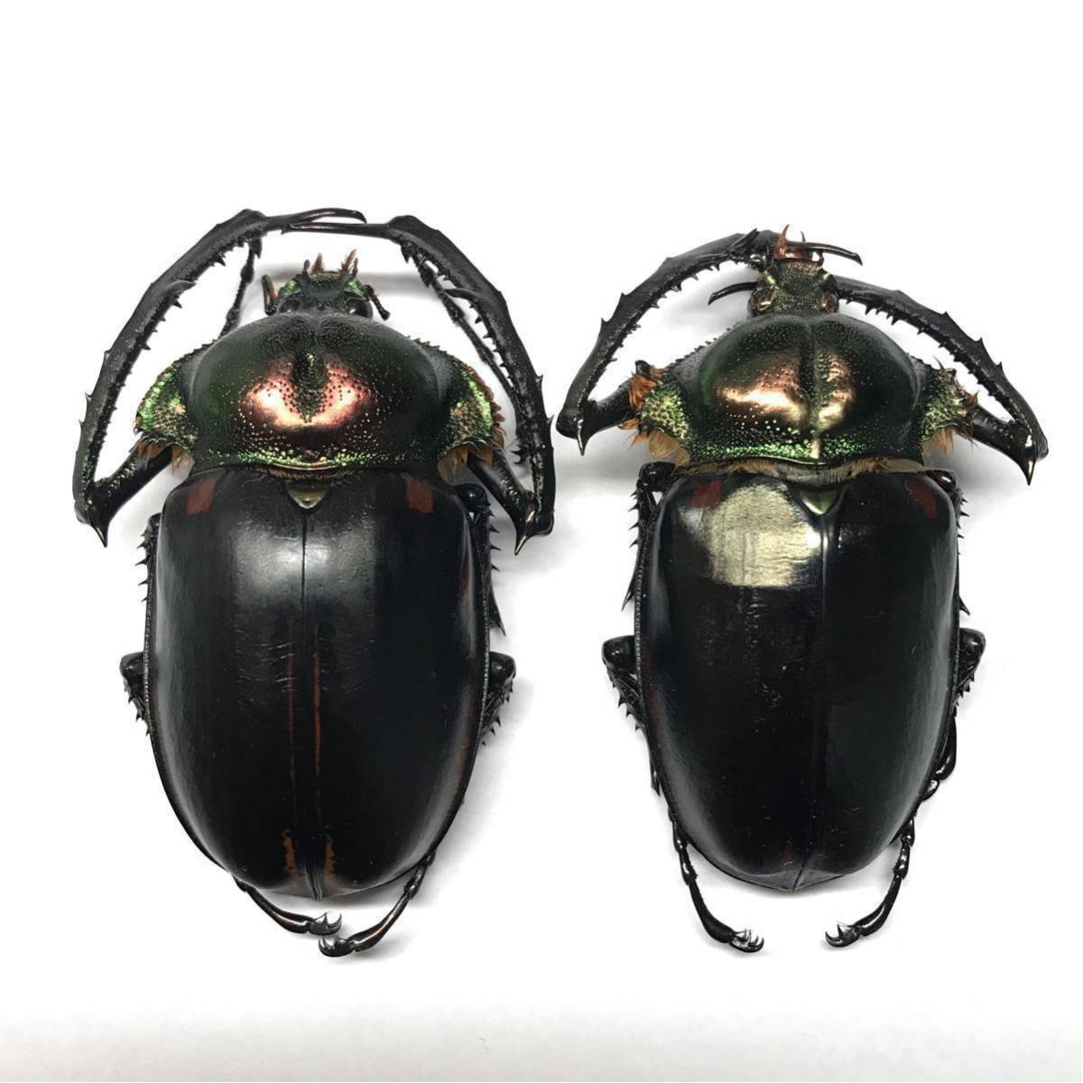 標本 ヤンソニーテナガコガネ ♂2頭 Cheirotonus jansoni jansoni