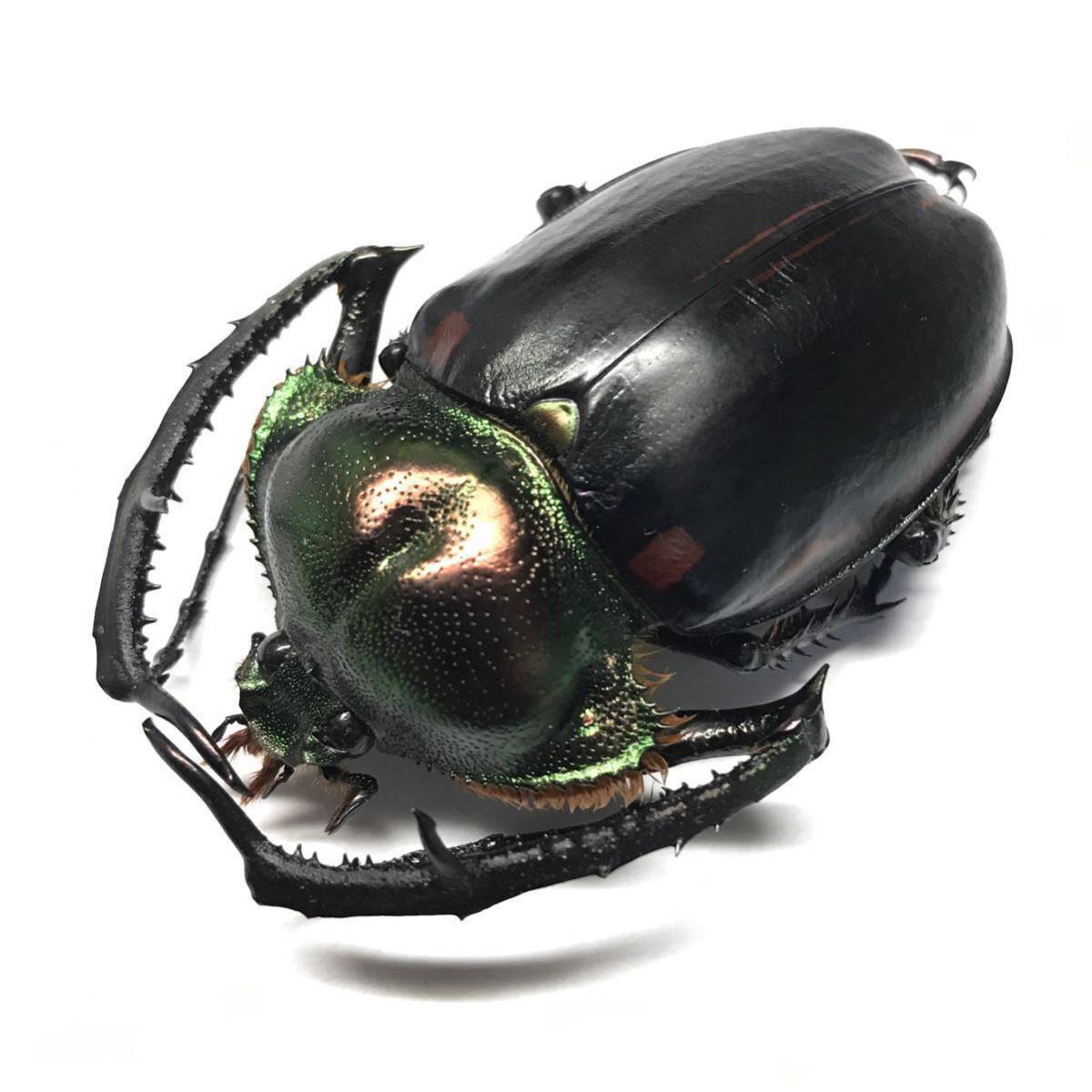 標本 ヤンソニーテナガコガネ ♂2頭 Cheirotonus jansoni jansoni