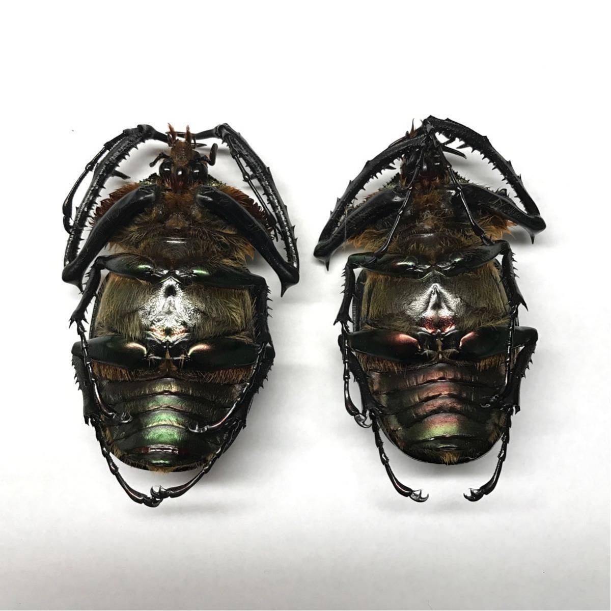 標本 ヤンソニーテナガコガネ ♂2頭 Cheirotonus jansoni jansoni